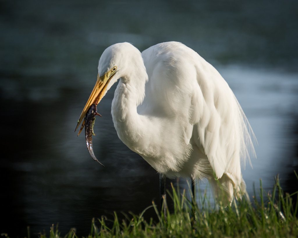 Great Egret South Florida
Photography Nature
Bird Photography
Photo Workshops
