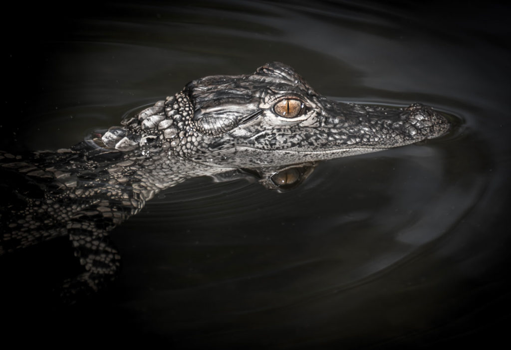 American Alligator South Florida