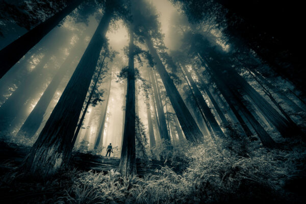Redwood Forest Photography