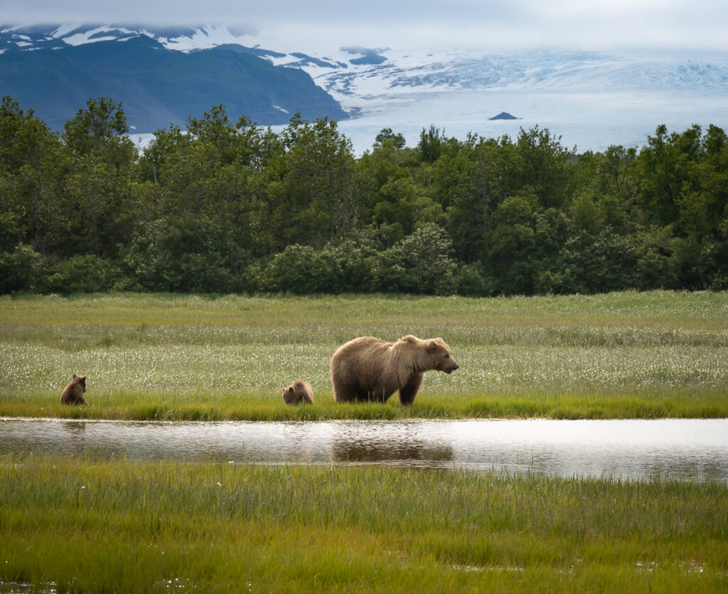 Photographing Alaska's Brown Bears at Hallo Bay
