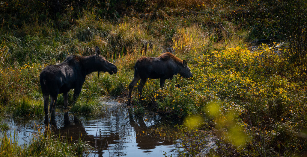 Moose
Grand Teton National Park
Wildlife Photography Workshop
Photo Masters Workshops
