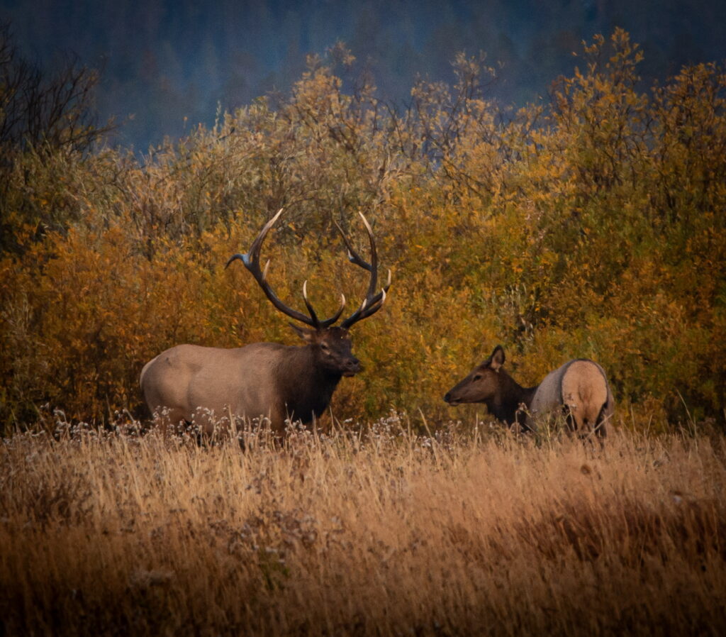 Elk
Grand Teton National Park
Buck Elk and Harem
Photo Masters Workshops