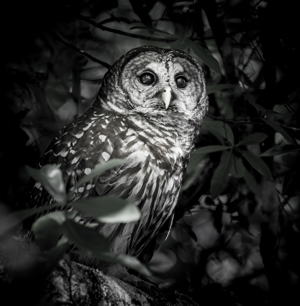 Barre Owl
Photo Masters Workshops