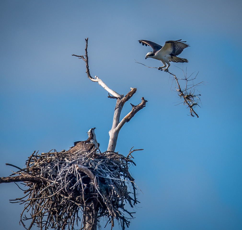 Ospreys building a nest
Photo Masters Workshops.com
