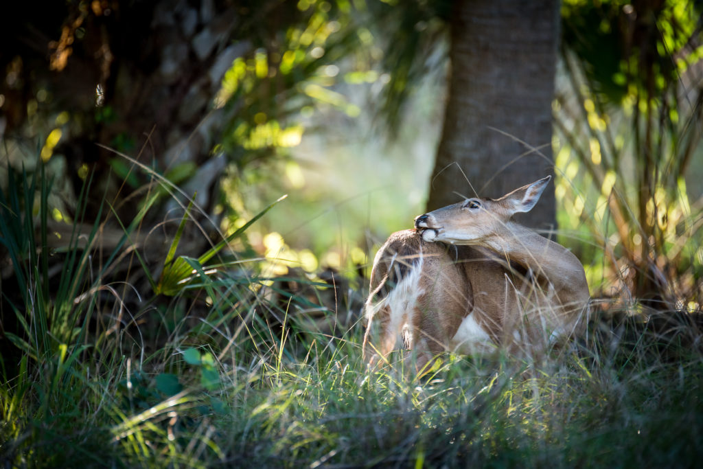 Florida Nature Photography
White Tail Deer
Photography Workshop
Florida Wildlife
