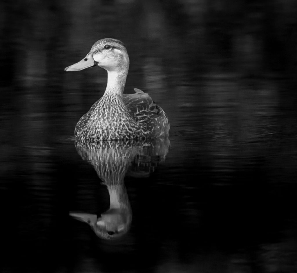 Bird Photography Workshops
Wildlife Photography Workshops
Florida Bird Photography
National Park Photography