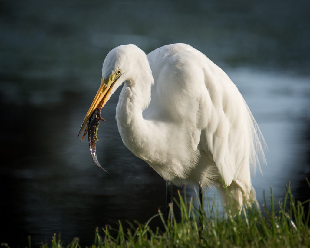 Florida Birds
White Egret
Everglades Birds