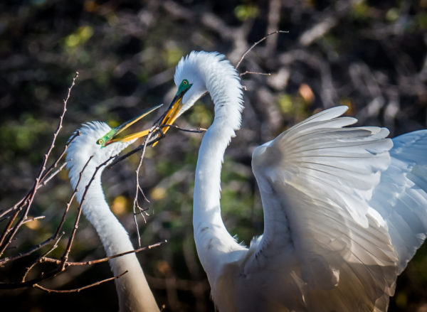 Great Egret Photography