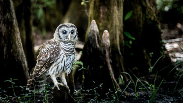 Barre Owl